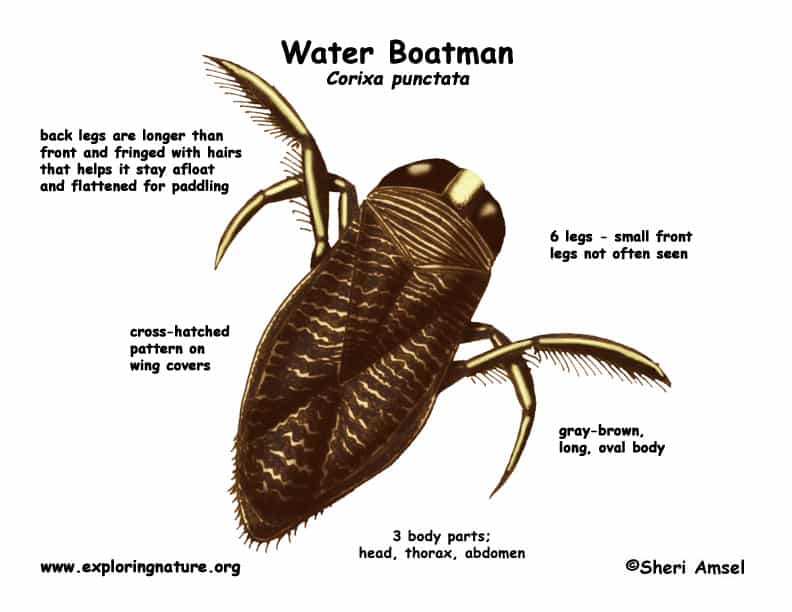 water boatman